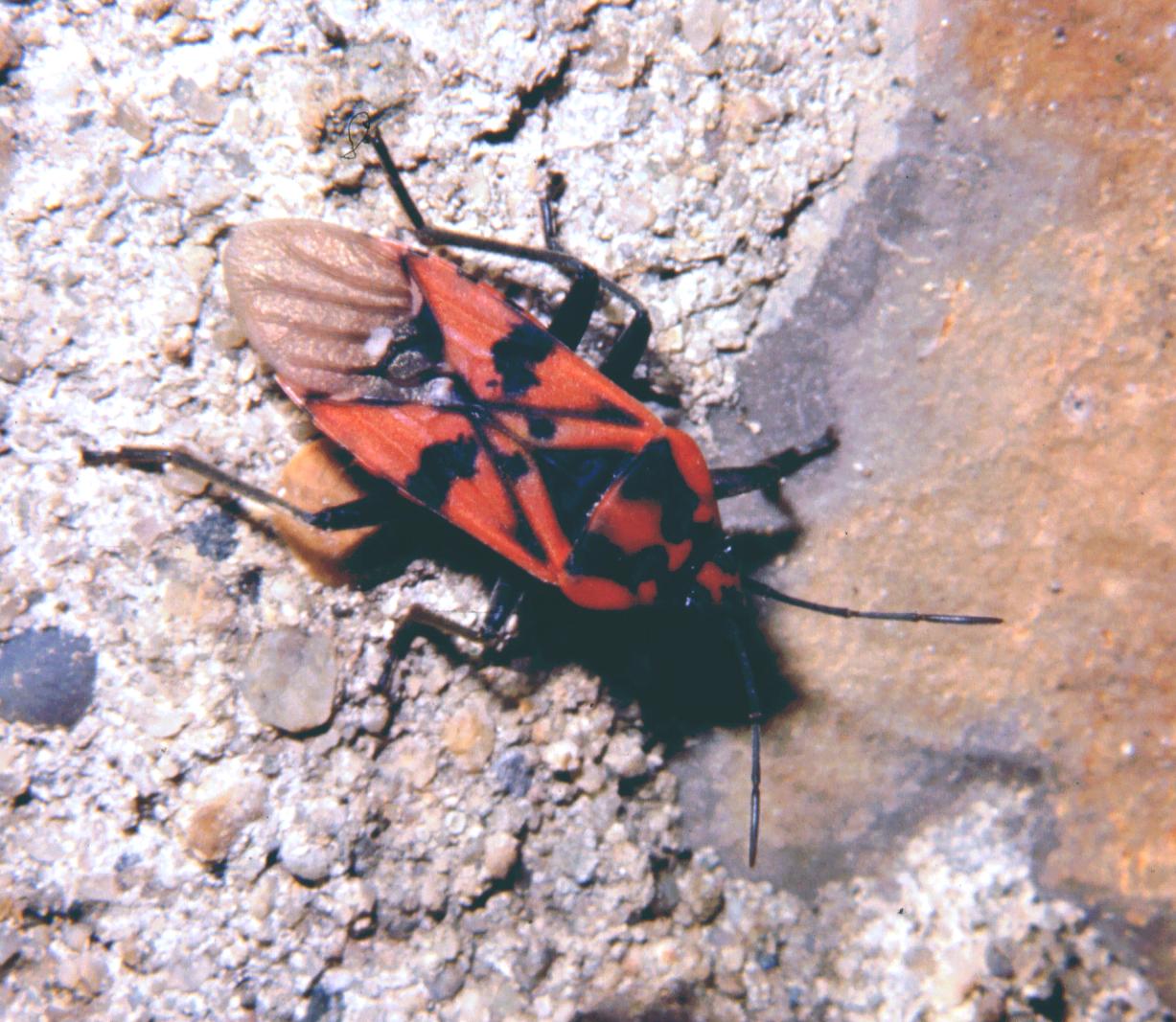 Pyrrhocoris  apterus    